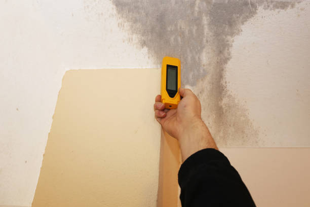 Mold Odor Removal Services in Madison, NE