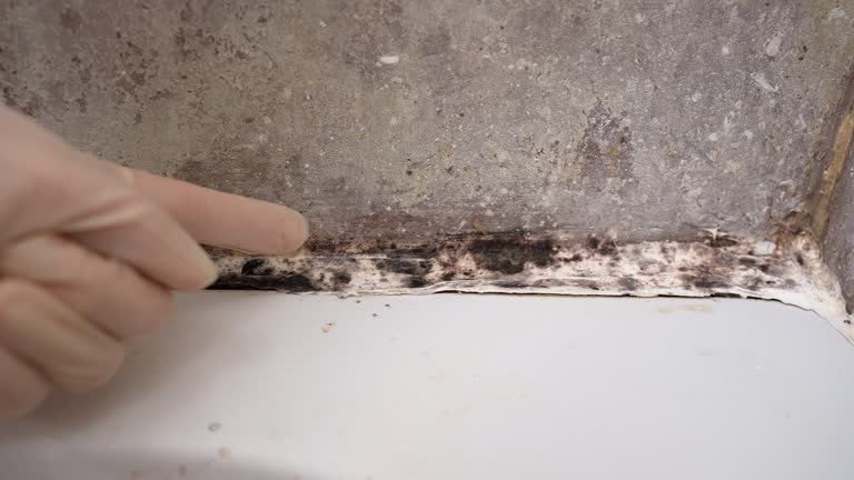 Professional Mold Inspection, Removal & Remediation in Madison, NE